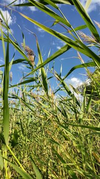 Sc&iacute;rpus. green reeds on the river bank. sand and reeds. Idyllic scene with reeds at the lake in a public park. Actinoscirpus grossus (also called Mensiang, Greater club-rush, Giant bulrush).