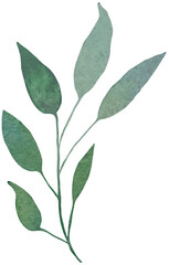 Green Watercolor Branch Plant Leaves Botanical Eucalyptus