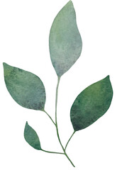 Green Watercolor Branch Plant Leaves Botanical Eucalyptus
