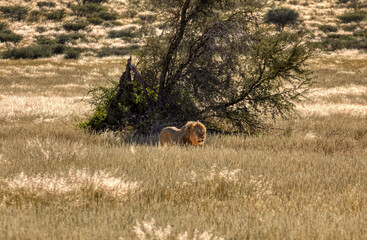 lion walking in the bush savannah, hiding in the tall grass, , CKGR, Botswana, in natural reserve