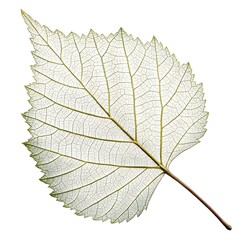 European White Birch Leaf Delicate and Serrated with Fine Veining and Classic Elegance Reflecting Graceful Woodland Beauty Perfectly Isolated on White Solid Background for Botanical and Artistic