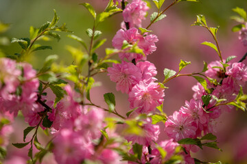 Close-up. Pink cherry blossoms have blossomed. Traditional Japanese tree.