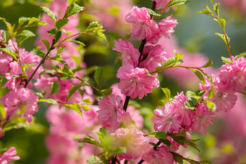Close-up. Pink cherry blossoms have blossomed. Traditional Japanese tree.