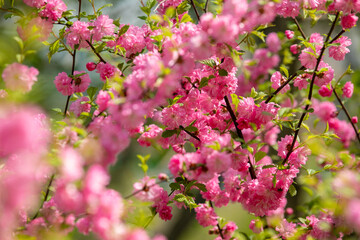 Close-up. Pink cherry blossoms have blossomed. Traditional Japanese tree.