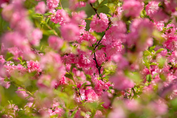 Naklejka premium Close-up. Pink cherry blossoms have blossomed. Traditional Japanese tree.