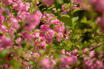 Close-up. Pink cherry blossoms have blossomed. Traditional Japanese tree.