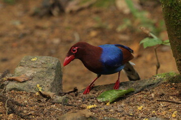 Sri Lanka blue magpie, Sinharaja, Sri Lanka 