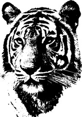 Grunge black and white tiger illustration for urban art and design projects