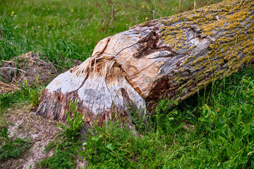 Obraz premium Close Up Of Beaver Damage On Tree Trunk With Fresh Wood And Gnaw Marks
