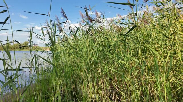 Sc&iacute;rpus. green reeds on the river bank. sand and reeds. Idyllic scene with reeds at the lake in a public park. Actinoscirpus grossus (also called Mensiang, Greater club-rush, Giant bulrush).