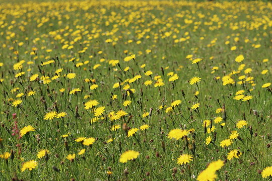 Masses of yellow hawkweed or hieracium in a meadow in summer