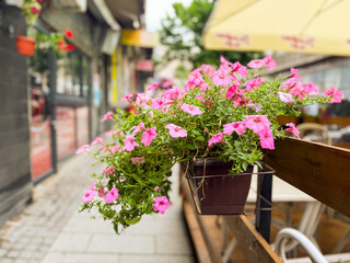 Pink flowers blooming in pot on city street near cafe terrace with tables and umbrellas....