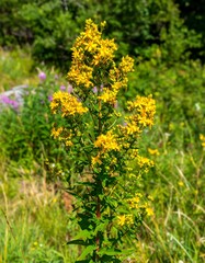 Obraz premium Bright yellow wildflowers in a meadow