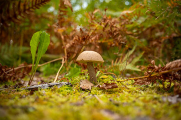 Mushroom in the woods