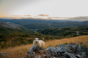 Sheep in the norwegian Landscape
