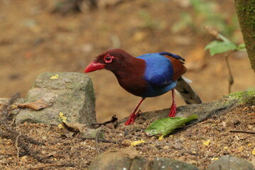 Sri Lanka blue magpie, Sinharaja, Sri Lanka 