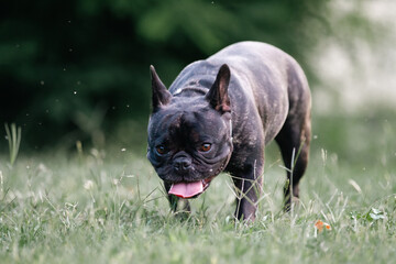 Fototapeta premium french bulldog puppy