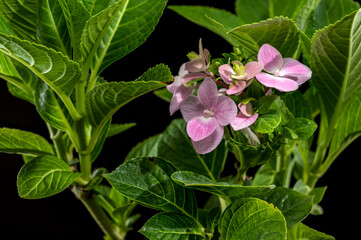 Pink Hydrangea Blooms Against a Dark Background