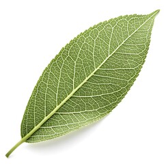 Crack Willow Leaf Slender and Elongated with Fine Veins and Subtle Curves Radiating Natural Grace and Resilient Beauty Elegantly Isolated on White Solid Background for Botanical and Artistic Appeal
