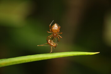 A Theridiidae spider is feeding on a red worker ant caught in its web, demonstrating predatory behavior and silk use for prey capture.
