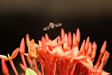 A hoverfly from the Syrphidae family is flying to collect nectar and pollen from flowers, a natural...
