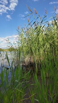 Sc&iacute;rpus. green reeds on the river bank. sand and reeds. Idyllic scene with reeds at the lake in a public park. Actinoscirpus grossus (also called Mensiang, Greater club-rush, Giant bulrush).