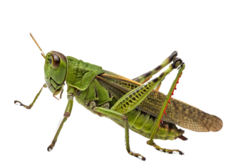 Detailed close up of a green grasshopper against a black background revealing intricate body structures and textures perfect for educational biological or zoological resources