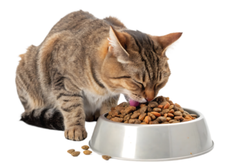 Delightful Tabby Cat Enjoying a Meal of Nutritious Dry Food in a Shiny Bowl Isolated on Black Background Depicting Domestic Bliss and Feline Happiness