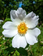 Close-up of a white flower (3)