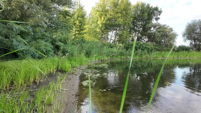 Sc&iacute;rpus. green reeds on the river bank. sand and reeds. Idyllic scene with reeds at the lake in a public park. Actinoscirpus grossus (also called Mensiang, Greater club-rush, Giant bulrush).