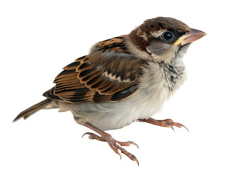 Fototapeta premium Charming portrait of a young house sparrow with detailed feather patterns isolated on black background showcasing avian beauty and delicate textures for ornithology enthusiasts