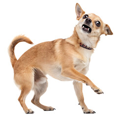 Obraz premium Startled Chihuahua isolated on black background showcasing anxious expression and comical pose for animal lovers pet owners and funny dog enthusiasts to use in various projects