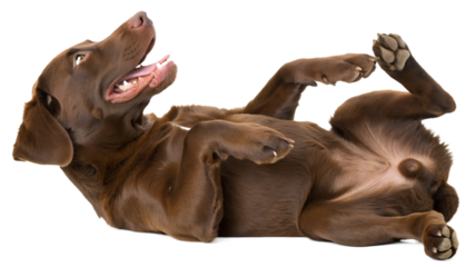 Playful Chocolate Labrador Retriever Puppy Rolling Around on Its Back with Paws Up in the Air on Isolated Background