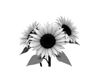 This New Transparent Background Vector Silhouette is a Minimalist yet Powerful Depiction of a Sunflower Cluster, Ideal for Summer and Garden Art.
