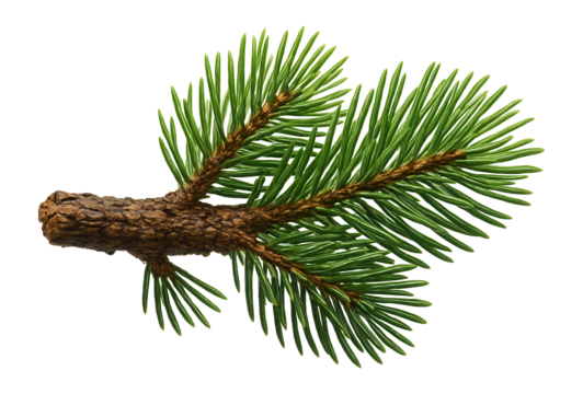 Pine branch with a sturdy structure