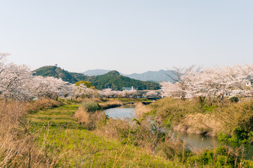 Cherry blossoms on Shikoku Island, Japan