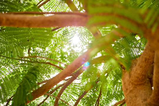 Flammenbaum mit durscheinender Sonne
