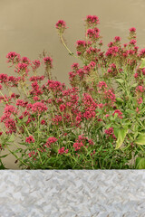 Vibrant red Centranthus ruber (Red Valerian) flowers in full bloom, set against a soft beige wall...