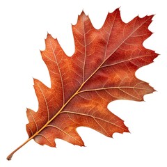 Obraz premium Red Oak Leaf Striking Lobed Form with Vibrant Energy and Timeless Woodland Majesty Beautifully Highlighted on a Clean White Solid Background for Classic Botanical and Artistic Appeal