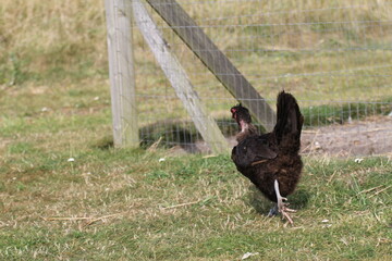Huhn am Laufen