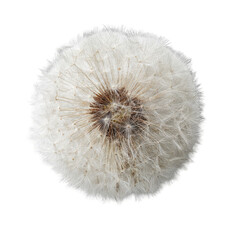 Fototapeta premium Close-up of a dandelion seed head. Fluffy, white seeds radiate outward from a dark brown center. Flat, circular shape
