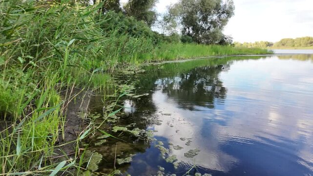Sc&iacute;rpus. green reeds on the river bank. sand and reeds. Idyllic scene with reeds at the lake in a public park. Actinoscirpus grossus (also called Mensiang, Greater club-rush, Giant bulrush).