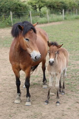 Fototapeta premium Exmoor pony mare and foal standing in a field