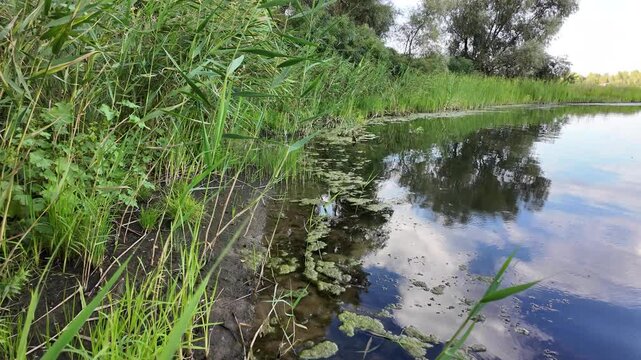 Sc&iacute;rpus. green reeds on the river bank. sand and reeds. Idyllic scene with reeds at the lake in a public park. Actinoscirpus grossus (also called Mensiang, Greater club-rush, Giant bulrush).
