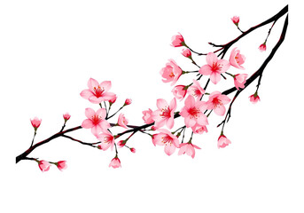 A Beautiful New Vector Branch of Pink Sakura Flowers on a Transparent Background, Perfect for Love Cards and Romantic-themed Designs.