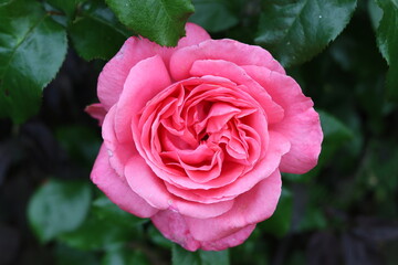 Close up of a single pink rose head