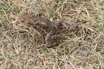 Toad