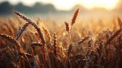 Golden wheat field at sunrise