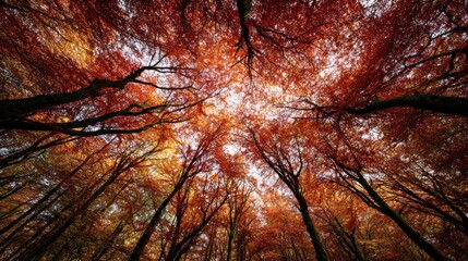 Autumn forest canopy (1)