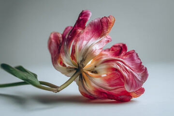 Wilted tulip with wrinkled petals, weak drooping stem, dramatic atmosphere, white background